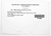 Podosphaera macularis image